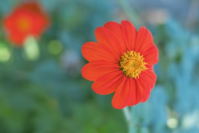 球迷的热切 球迷的热切